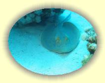 IMG_2007_05_30 13_44_06 * 2272 x 1704 * (525KB)